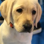Yellow puppy sitting.
