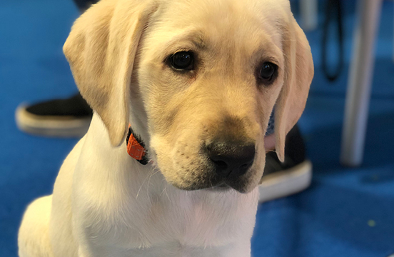 Yellow puppy sitting.