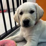 Yellow puppy laying on floor with toy.