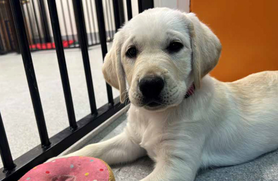 Yellow puppy laying on floor with toy.