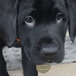 Black puppy walking towards camera.