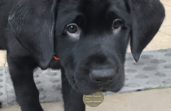 Black puppy walking towards camera.
