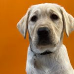 Yellow puppy sitting in front of orange door.