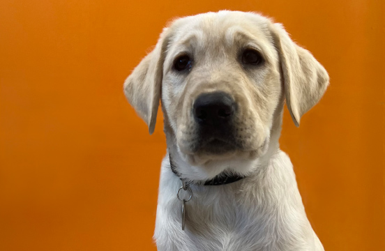Yellow puppy sitting in front of orange door.