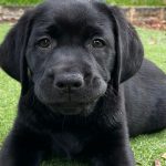 Black puppy laying on grass.