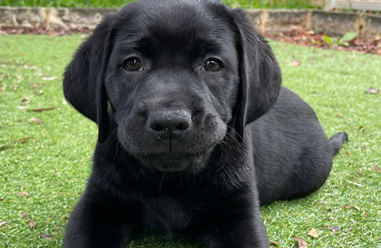 Black puppy laying on grass.