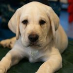 Yellow puppy sitting mat.
