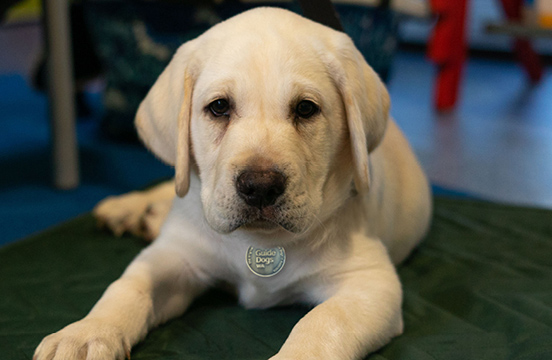 Yellow puppy sitting mat.