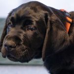 Black dog in puppy class.