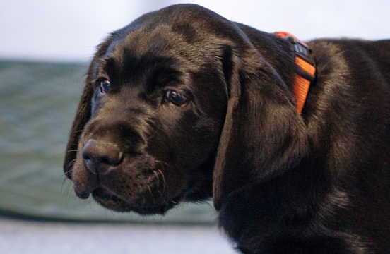 Black dog in puppy class.