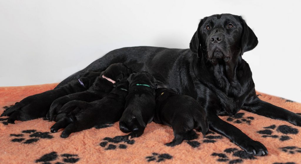 Brood sitting on mat featuring paw prints feeding her five black puppies.