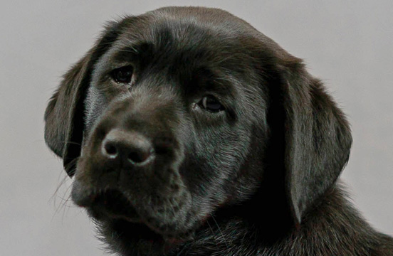 Puppy Anna looking at camera.