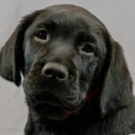 Puppy in training Arnold looking at camera.