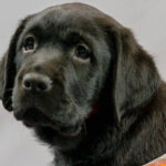 Puppy in training Rico looking at camera.