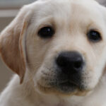 Yellow puppy looking at camera.