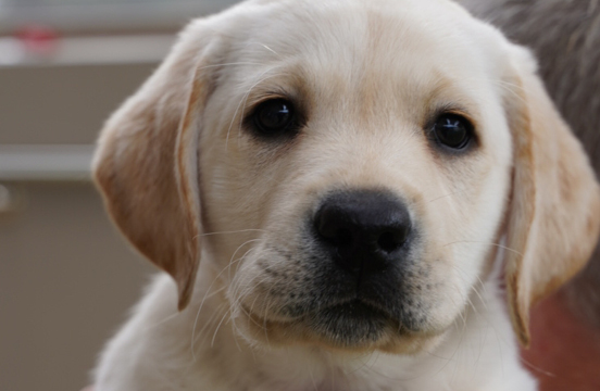 Yellow puppy looking at camera.