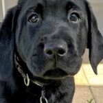 Black puppy standing in outdoor area looking to camera.
