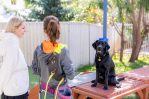 Young woman and trainer talking while black Guide Dog in training sits on brown bench.
