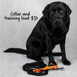 Black labrador sits with a lead and collar