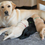 Image of Guide Dogs WA Brood and her three puppies feeding.