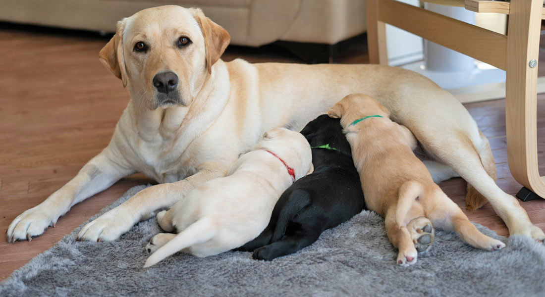 Image of Guide Dogs WA Brood and her three puppies feeding.