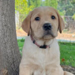 Puppy in training Kaya sitting under tree.