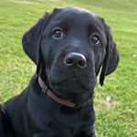 Puppy in training Louie.