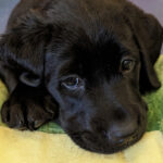 Puppy in training Thia.