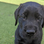 Puppy in training Walter.