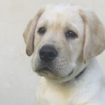 Puppy Frank sitting and looking at camera.