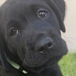 Puppy Joe looking at the camera with head tilted.