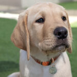 Yellow puppy sitting on grass.