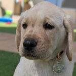 Yellow puppy sitting on grass.
