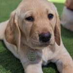 Yellow puppy laying on grass.