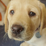 Yellow puppy looking towards camera.