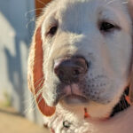 Face of yellow puppy