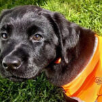 Black puppy in orange training coat.