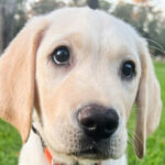 Yellow puppy looking to camera.