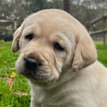 Yellow puppy sitting on grass.