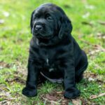 Black puppy sitting on grass.