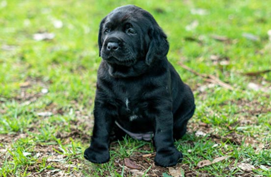 Black puppy sitting on grass.