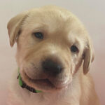 Yellow puppy looking to camera.