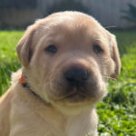 Yellow puppy sitting on grass.