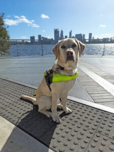 Photo of Guide Dog in Training sitting