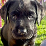 Black puppy Indie