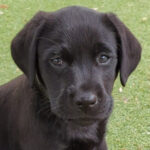 Black puppy Jasper