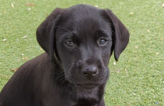 Black puppy Jasper