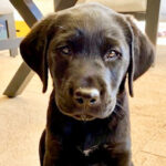 Black puppy Wayne