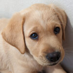Yellow puppy Brian.