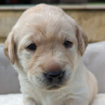 Yellow puppy Hettie